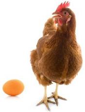 chicken and egg