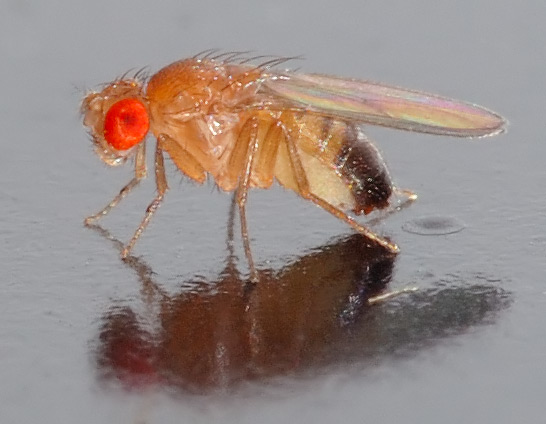 fruit_fly_business_evolution_mike_volpe_blog_Drosophila_melanogaster.jpg